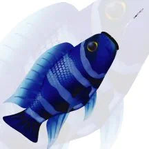 "3D Blue Zebra" Fish Windsock